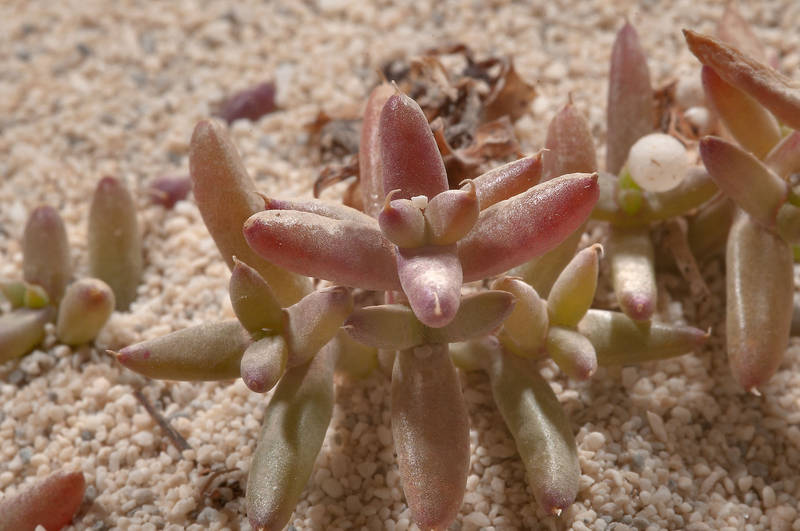 Seedling of a salt tolerant plant Anabasis setifera in dunes of Jazirat Umm Tays, barrier island at northern tip of Qatar, east from Ruwais, March 24, 2012
