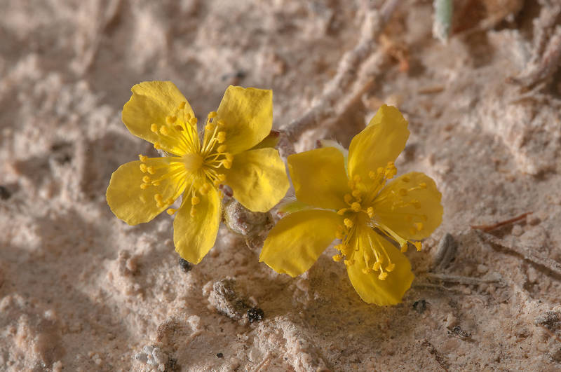 Two yellow flowers of Helianthemum kahiricum in desert near industrial zone of Ras Laffan, north from Doha. Qatar, March 23, 2013