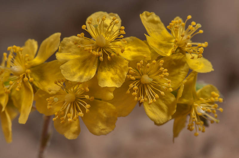 Blooming Helianthemum kahiricum in desert near industrial zone of Ras Laffan, north from Doha. Qatar, March 23, 2013