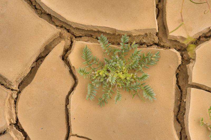 Astragalus tribuloides on dry silt in area of Ras Laffan farms. Northern Qatar, February 28, 2014