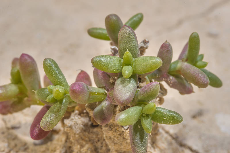 Seedling of a salt tolerant plant Anabasis setifera near Al Khor. Qatar, March 7, 2014