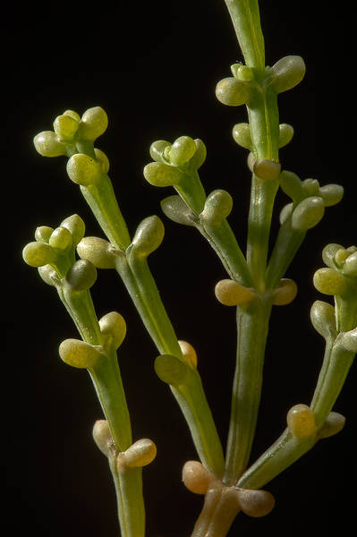 Twig Anabasis setifera taken from Al Sham Street in area of West Bay. Doha, Qatar, April 17, 2014