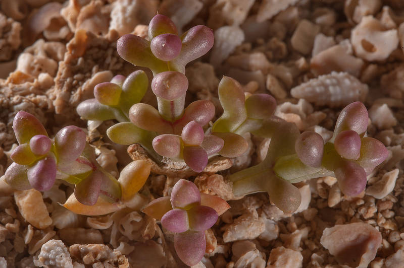 Plant of Anabasis setifera suffering under extreme desert conditions on Purple Island (Jazirat Bin Ghanim). Al Khor, Qatar, December 13, 2014