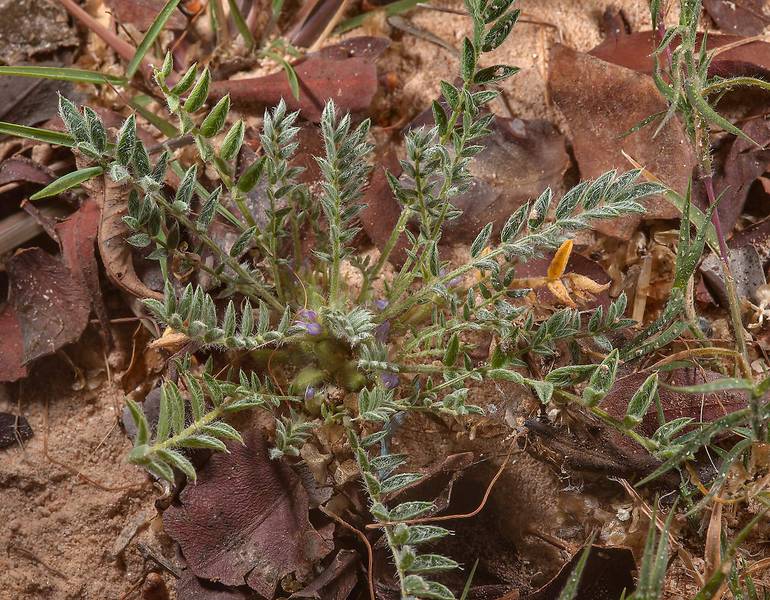 Astragalus tribuloides near Al Khor Hospital. Qatar, December 13, 2014