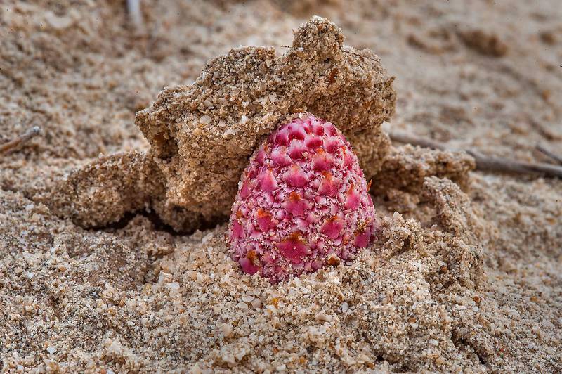 Emerging flower of Desert Thumb (Cynomorium coccineum, local name tartouth) on a beach in the area of Al Hamala (Al Hamlah) Water Well near Umm Bab. South-western Qatar, January 10, 2015