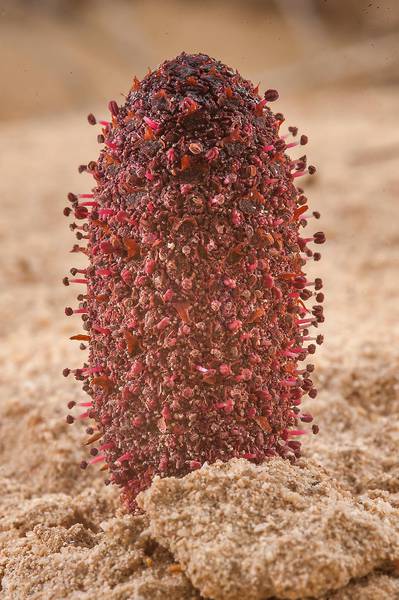Minute scarlet flowers of Desert Thumb (Cynomorium coccineum, local name tartouth) on a beach in the area of Al Hamala (Al Hamlah) Water Well near Umm Bab. South-western Qatar, January 10, 2015