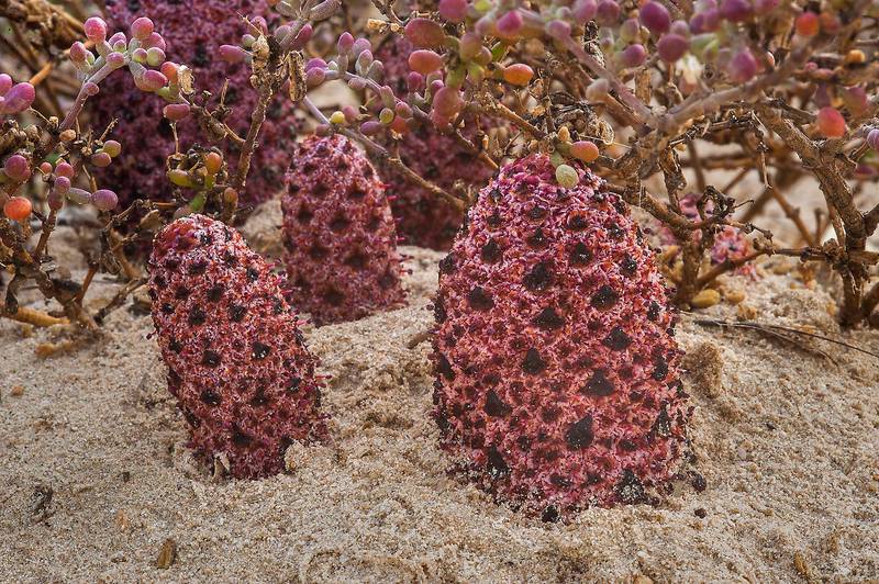 Parasitic plant Desert Thumb (Cynomorium coccineum, local name tartouth) with a host plant Zygophyllum qatarense on a beach in the area of Al Hamala (Al Hamlah) Water Well near Umm Bab. South-western Qatar, January 10, 2015
