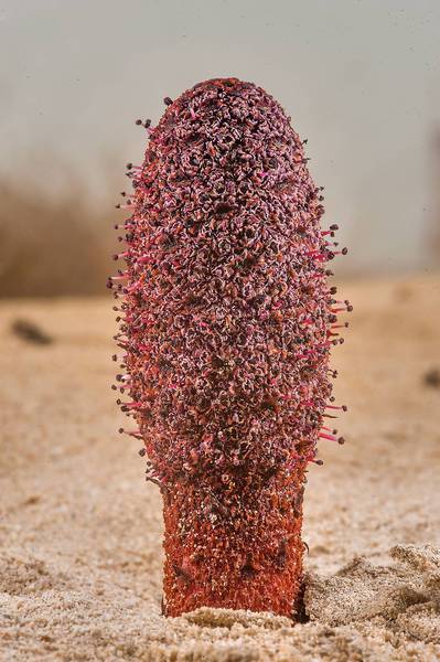 Dark-red inflorescence of Desert Thumb (Cynomorium coccineum, local name tartouth) on a beach in the area of Al Hamala (Al Hamlah) Water Well near Umm Bab. South-western Qatar, January 10, 2015