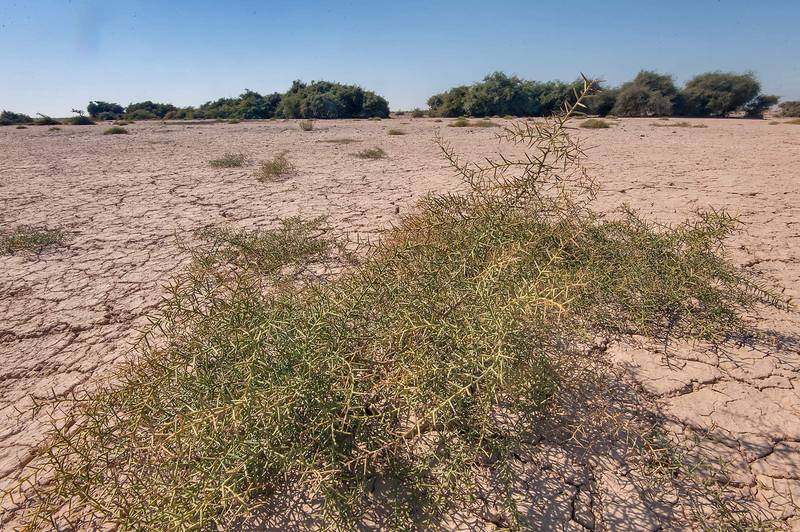 Camelthorn bush (Alhagi maurorum) in a silty depression in Al Numan (Naim tribe, Nuaman, Nuaimiya). Northern Qatar, January 24, 2015