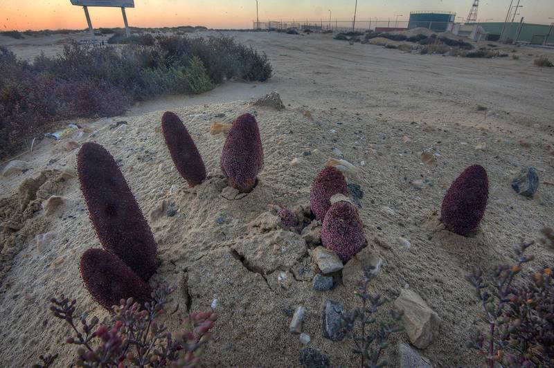 Desert Thumb (Cynomorium coccineum, local name tartouth) on a beach in the area of Al Hamala (Al Hamlah) water well near Umm Bab. South-western Qatar, January 30, 2015