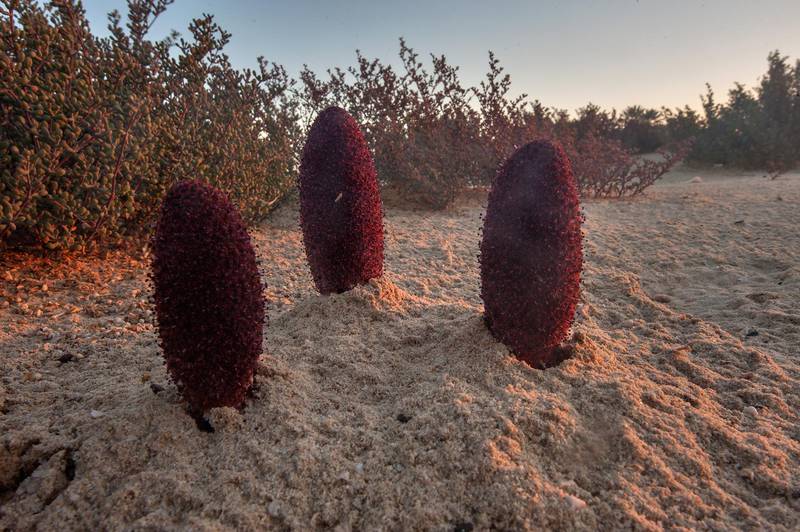 Club-shaped flowers of Desert Thumb (Cynomorium coccineum, local name tartouth) on a beach in the area of Al Hamala (Al Hamlah) water well near Umm Bab. South-western Qatar, January 30, 2015