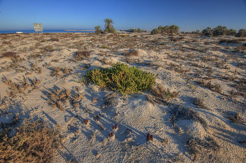 Habitat of Desert Thumb (Cynomorium coccineum, local name tartouth) in the area of Al Hamala (Al Hamlah) water well near Umm Bab. South-western Qatar, January 30, 2015