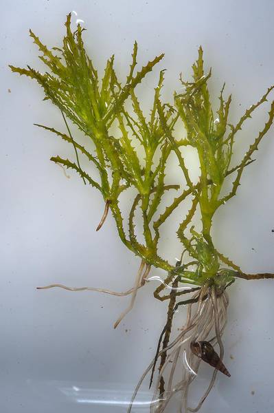 Brittle naiad aquatic plant (Najas marina) with roots taken from Abu Nakhla wastewater treatment ponds. Doha, Qatar, February 27, 2015