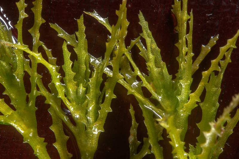 Toothed leaves of brittle naiad aquatic plant (Najas marina) on dark background taken from Abu Nakhla wastewater treatment ponds. Doha, Qatar, February 27, 2015
