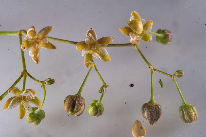 Opened seed capsules of spurry (Spergula fallax) taken from Uwaynat Bin Husayn near Simaisma. Northern Qatar, March 6, 2015