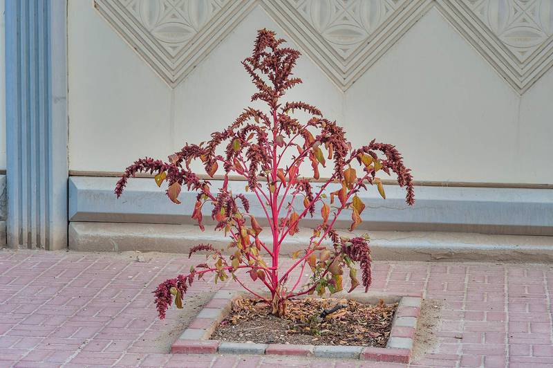 Foxtail amaranth (Amaranthus caudatus)(?) in Onaiza area. Doha, Qatar, March 10, 2015