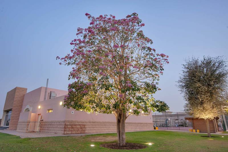 Pink Trumpet Tree (Tabebuia rosea) in Aspire Park. Doha, Qatar, April 9, 2015
