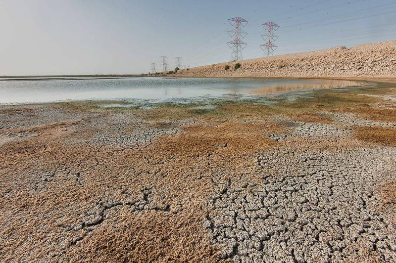 Dried aquatic plants of brittle naiad (Najas marina) in caked mud of Abu Nakhla jail ponds (sewage lagoons). Qatar, April 18, 2015