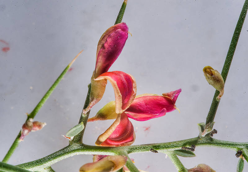 Flower of camelthorn (Alhagi maurorum) taken from Rawdat Al Faras Research Station (RAFRS) near Al Zubara Road. Qatar, May 29, 2015