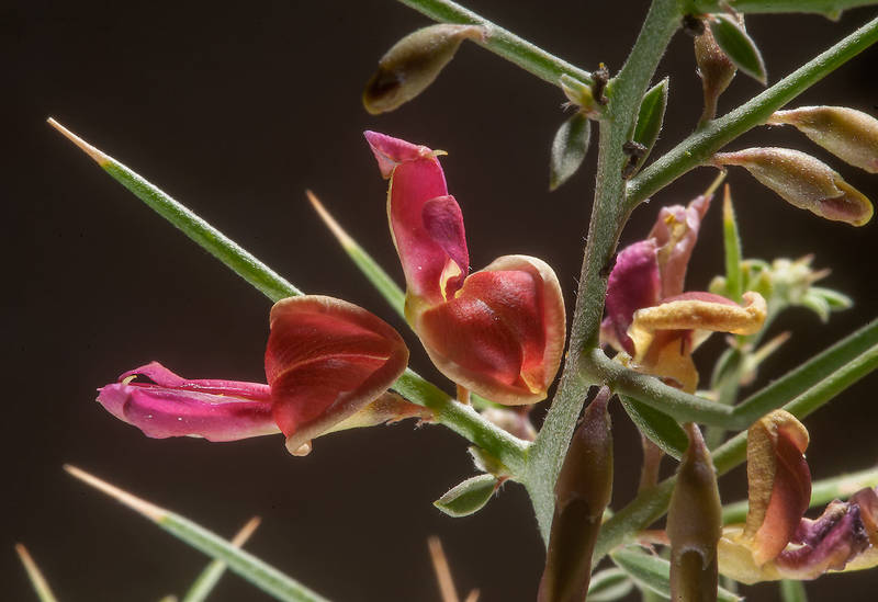 Close up of flowers of camelthorn (Alhagi maurorum) taken from Rawdat Al Faras Research Station (RAFRS, or Qatar University Farm) near Al Zubara Road. Qatar, May 29, 2015