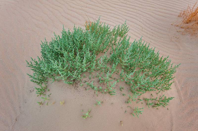 Anabasis setifera in windblown sand on roadside of Salwa Road in area of Khashem Al Nekhsh. Southern Qatar, July 11, 2015