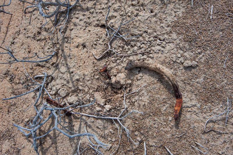 Remains of dried fruits of a parasitic plant Desert Thumb (Cynomorium coccineum) in Maszhabiya (Al Mashabiya) Reserve near Abu Samra. Southern Qatar, October 23, 2015