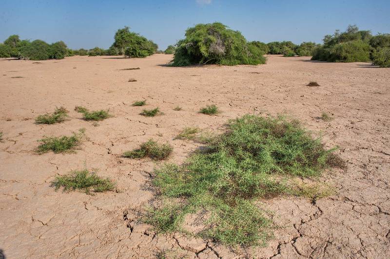 Camelthorn bush (Alhagi maurorum) in a silty depression near Al Nuaman (Numan) in north-western Qatar, October 24, 2015