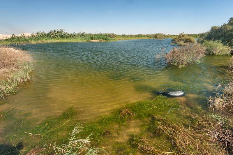 Habitat of aquatic plant Brittle naiad (Najas marina) in a pond near the entrance of Irkhaya (Irkaya) Farms. Qatar, November 13, 2015