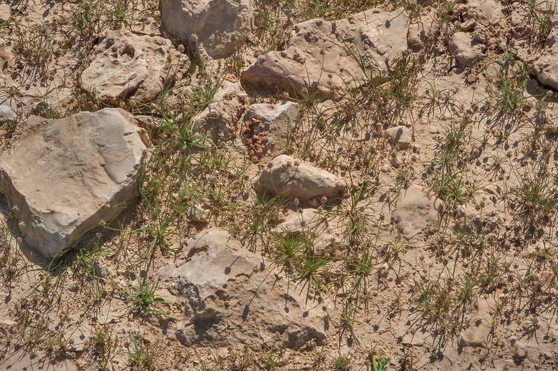 Desert indianwheat (Plantago ovata) on rocky soil in a silty depression on roadside of a road to Zubara, area of Al Magdah farms. Northern Qatar, February 6, 2016