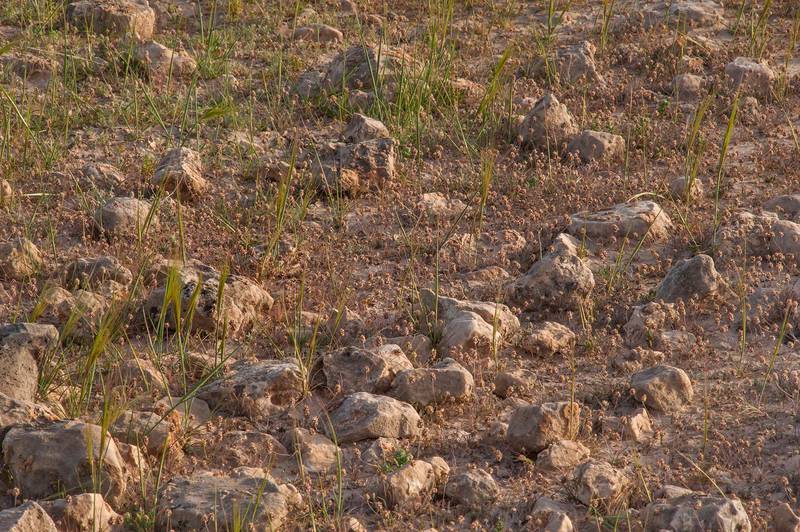 Desert indianwheat (Plantago ovata) in a silty depression near a road to Zubara, area of Al Magdah farms. Northern Qatar, February 27, 2016