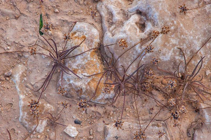 Desert indianwheat (Plantago ovata) with seeds in a silty depression near a road to Zubara, area of Al Magdah farms. Northern Qatar, February 27, 2016