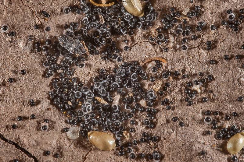 Black seeds of Spergula fallax on the ground in a depression in Al Harrarah. Qatar, March 4, 2016