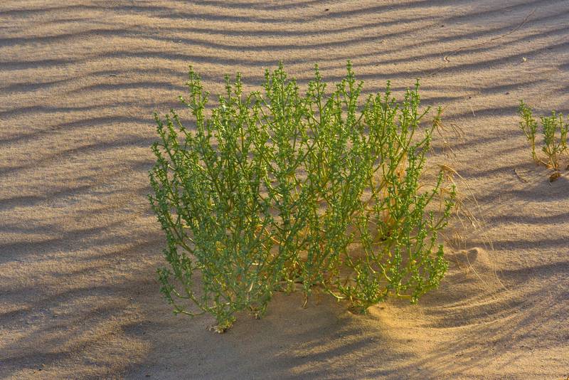 Plant of Anabasis setifera in windblown sand on roadside in area of Jebel Al-Nakhsh (Khashm an Nakhsh). South-western Qatar, June 10, 2016