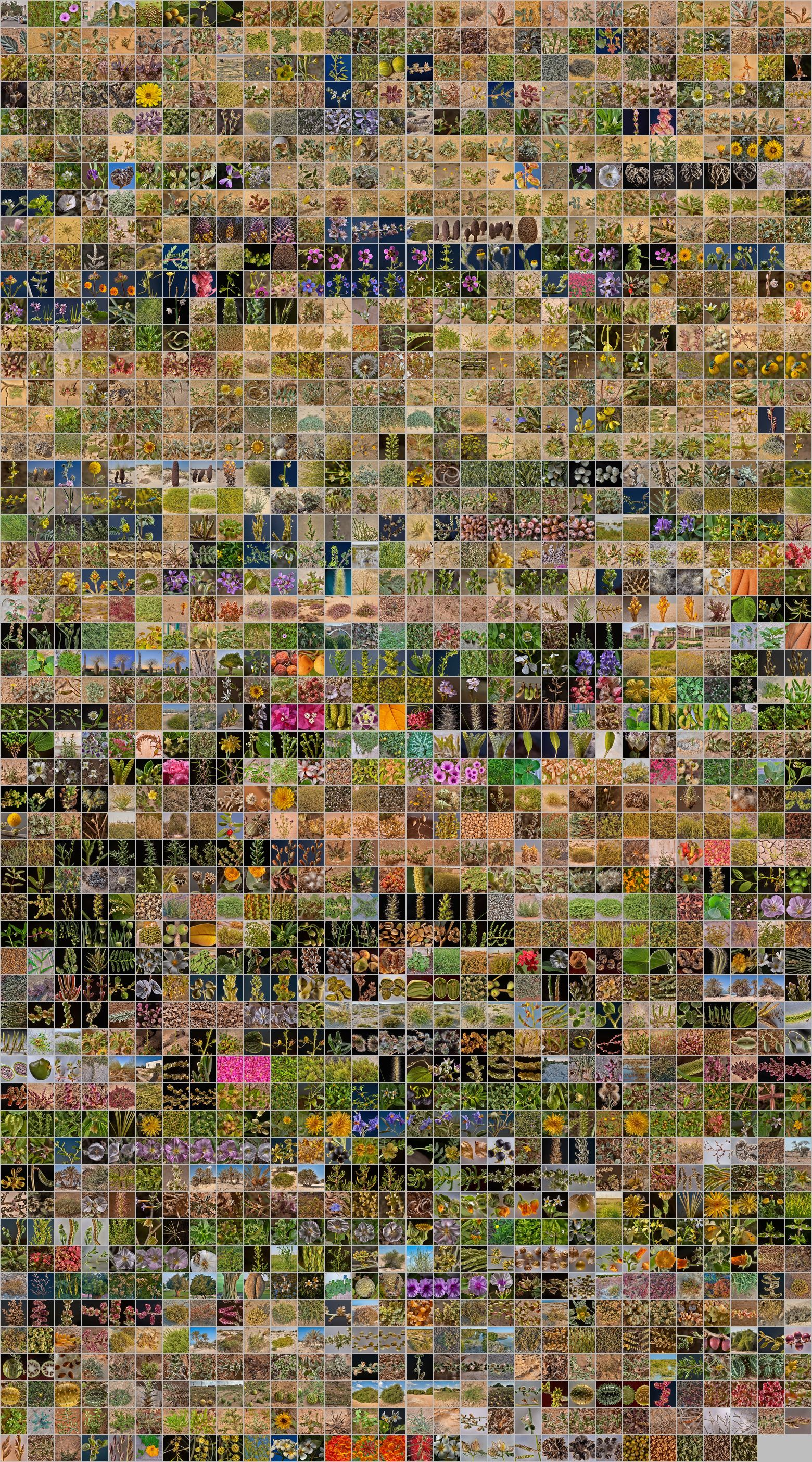 Photomontage of pictures of plants in Qatar. Year 2014
